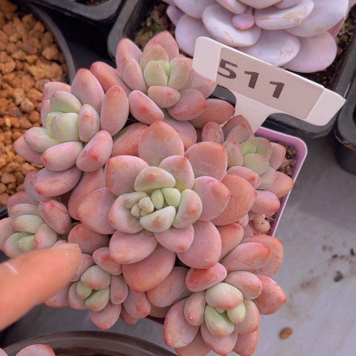 健健康康平平安安