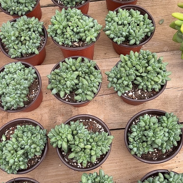 千代田缀化，可以选