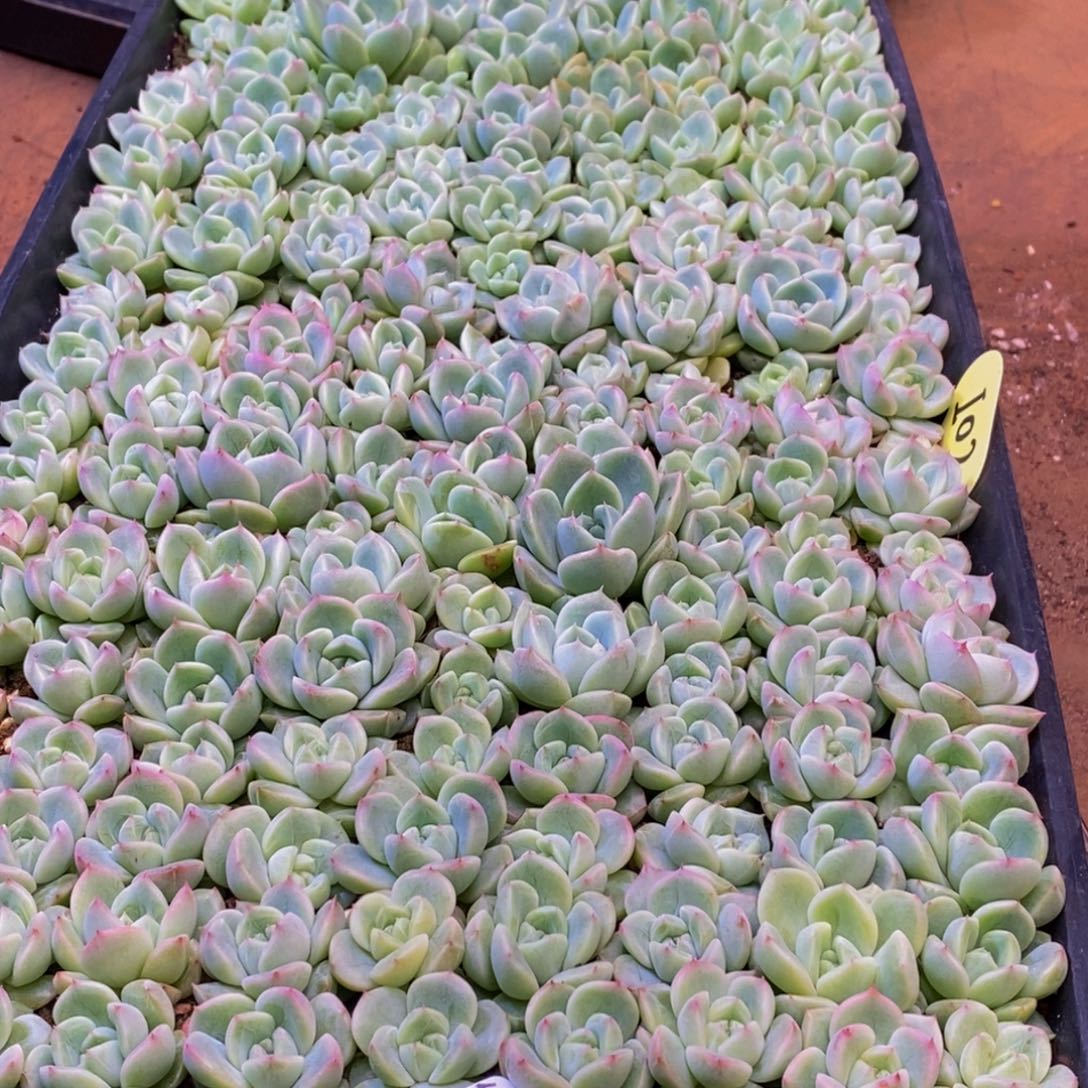 嘘501多肉植物保护研究所所长的介绍一下