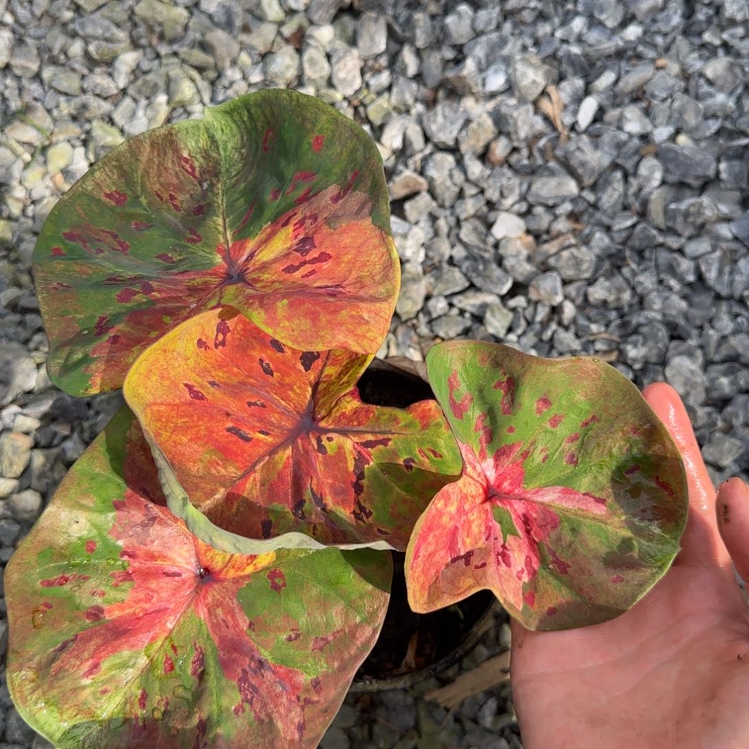 完全开放月光，脱土裸根发