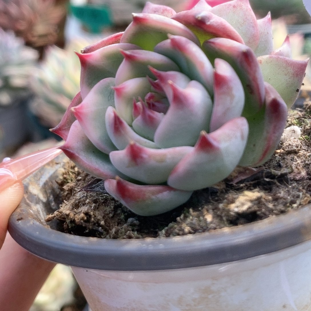 139锦锦锦锦锦锦