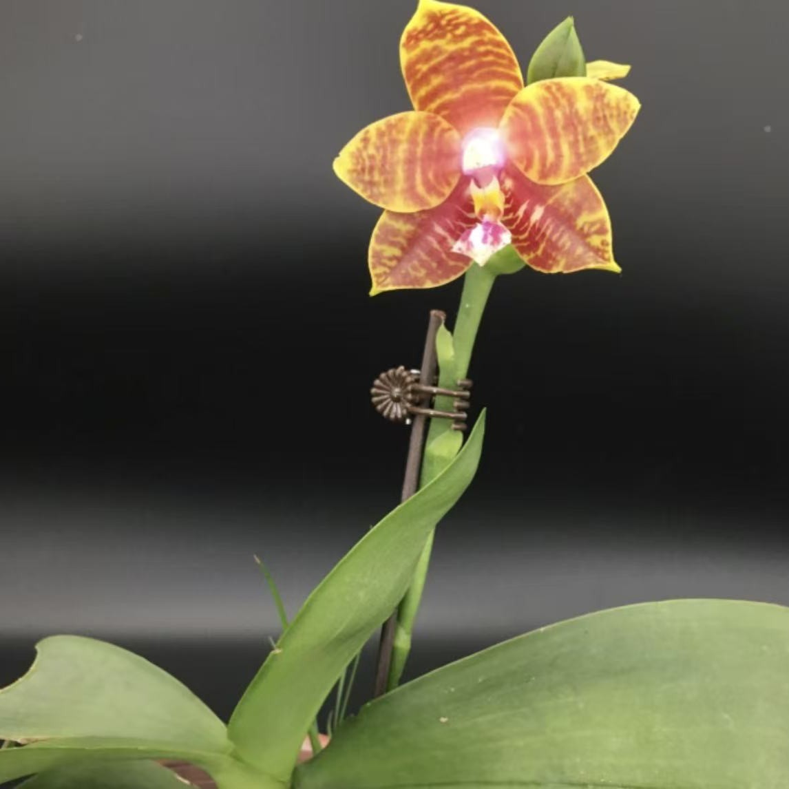 雅风冰淇淋交雅风黄故事  1.7寸 苗 叶损