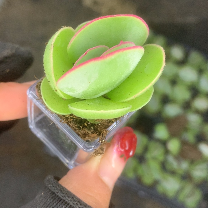 白眉小。拍5发7。 （满9.99包邮不满9.99发叶子）