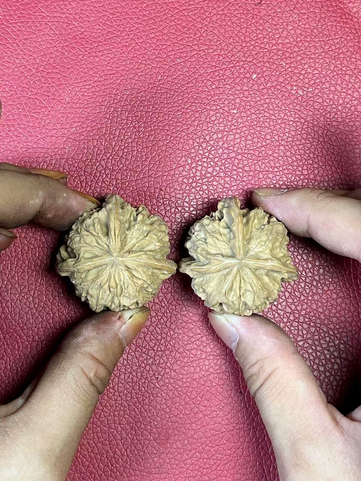 多楞元宝三棱麻核桃