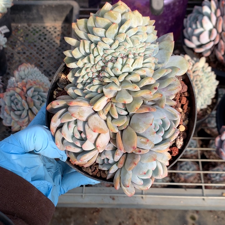 ^***木121275缀嗯嗯嗯嗯加油