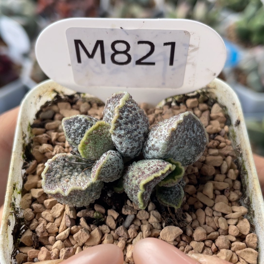 紫罗兰。  821。