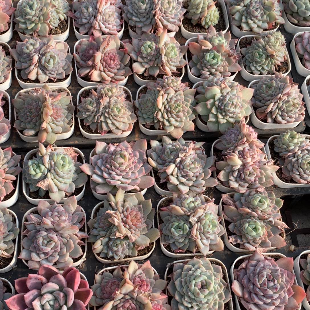 冰魄。     200颗，专拍链接