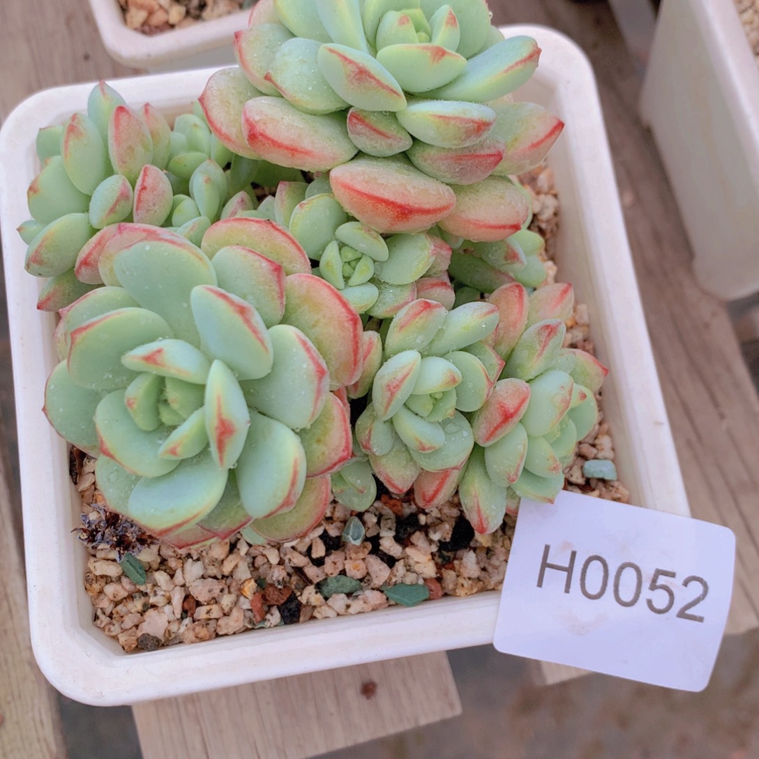 雄***输闪购多肉1棵香草比斯