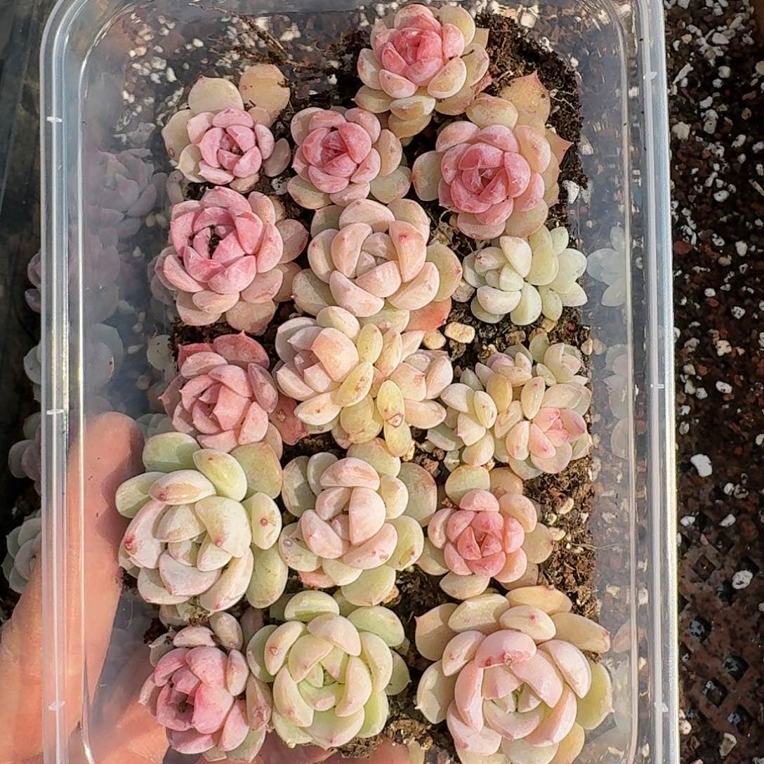 杂交新品珍妮多肉255