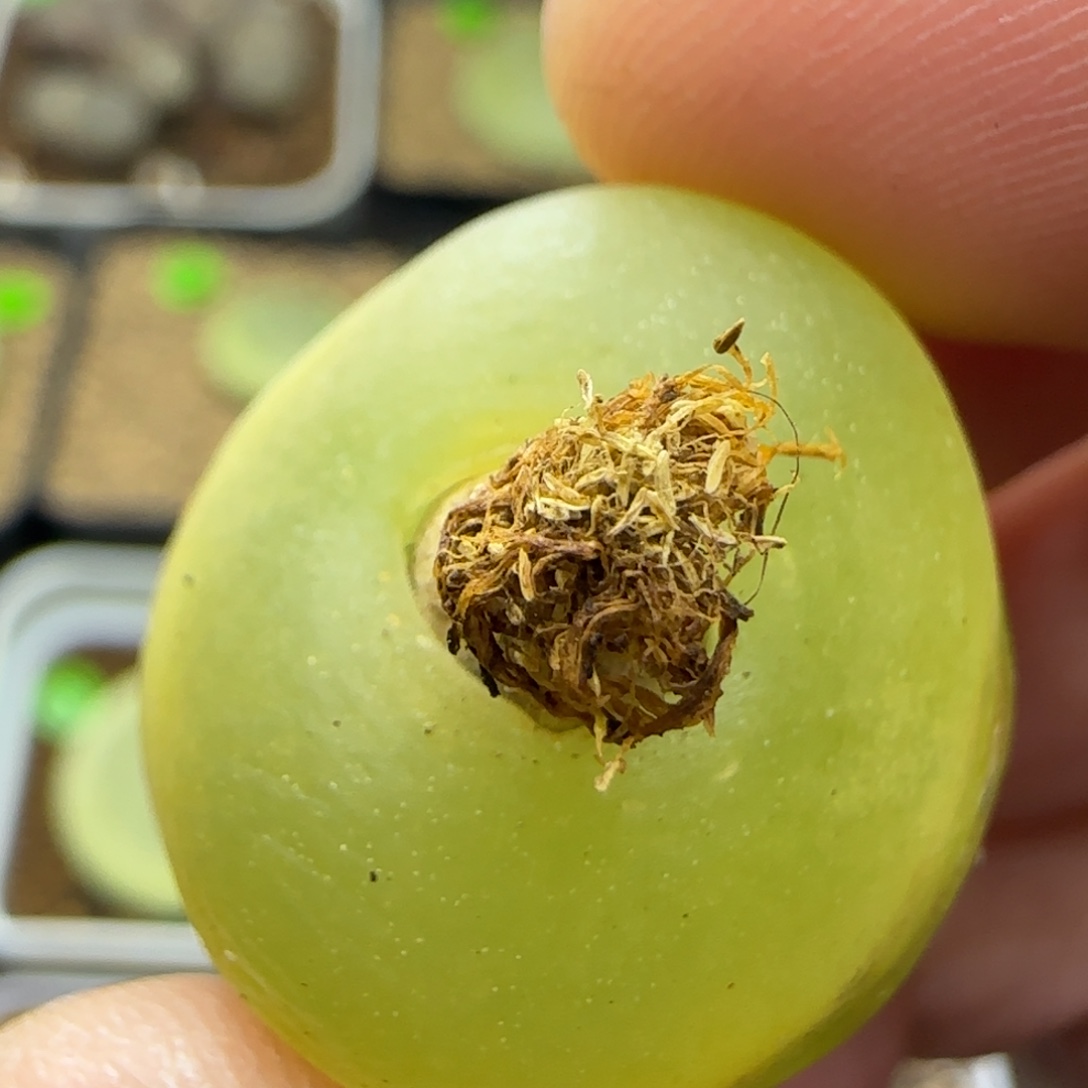 漂漂亮亮多肉植物255