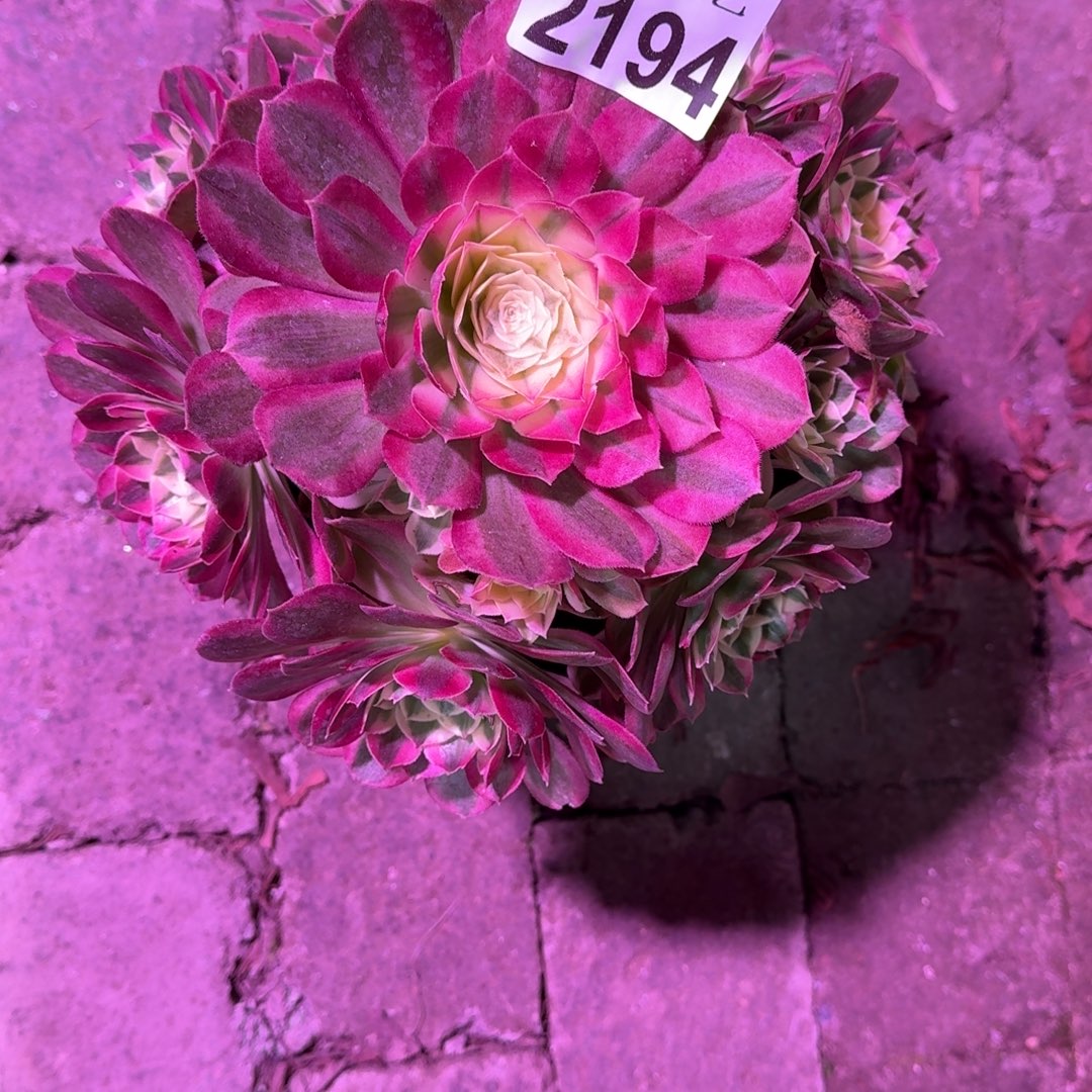 尽***为粉玉芙蓉多肉植物2194