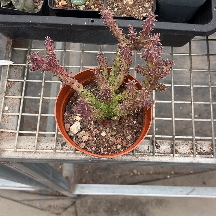 我也不知道我为什么