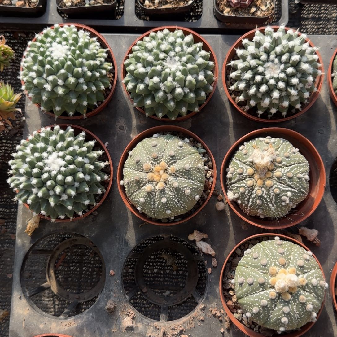 无花朵雪王大单头