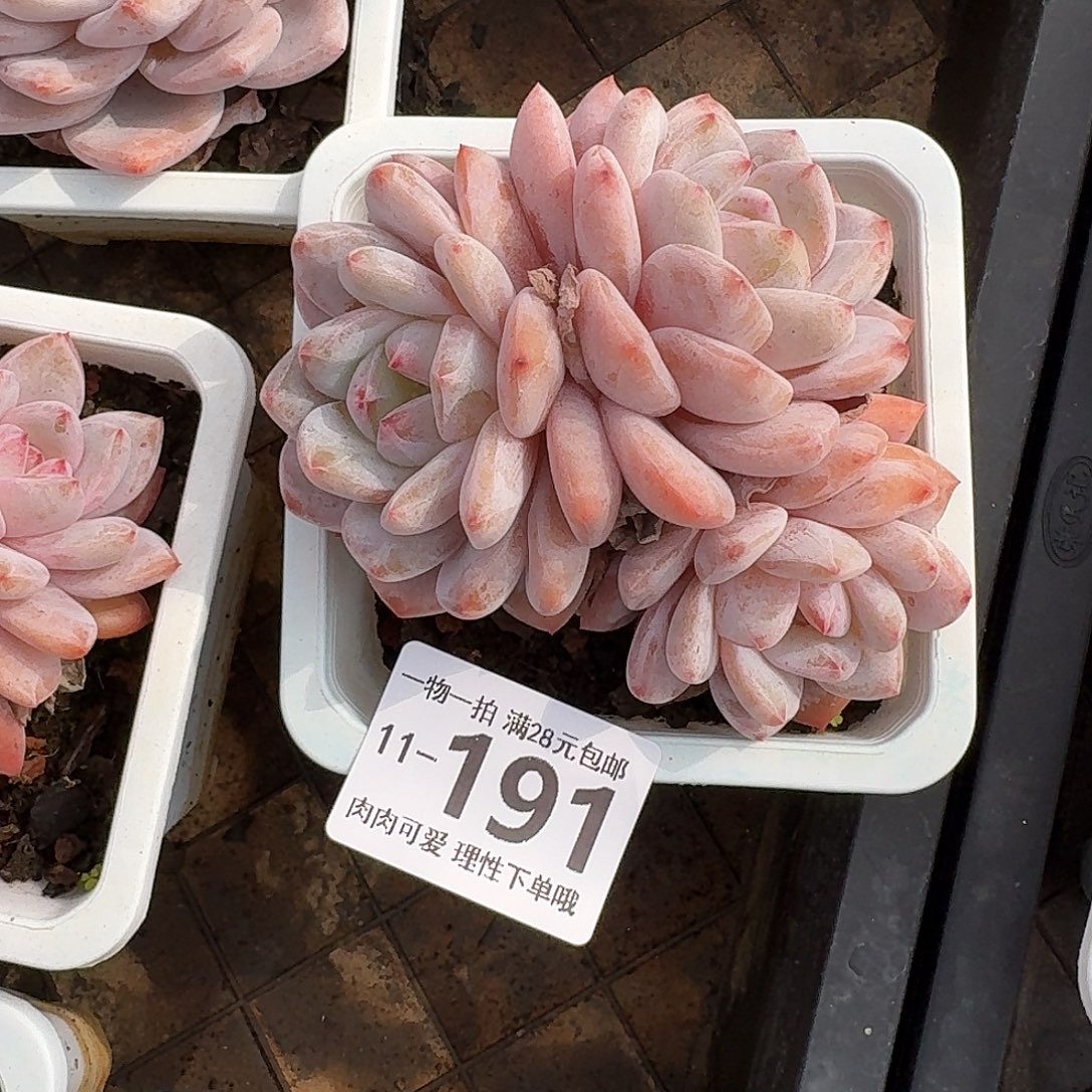 橙梦露无盆土发货无