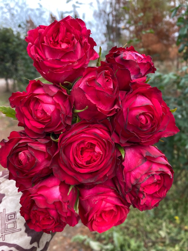 新品切花月季 基地直发 2棵包邮 苗情参照商品主图