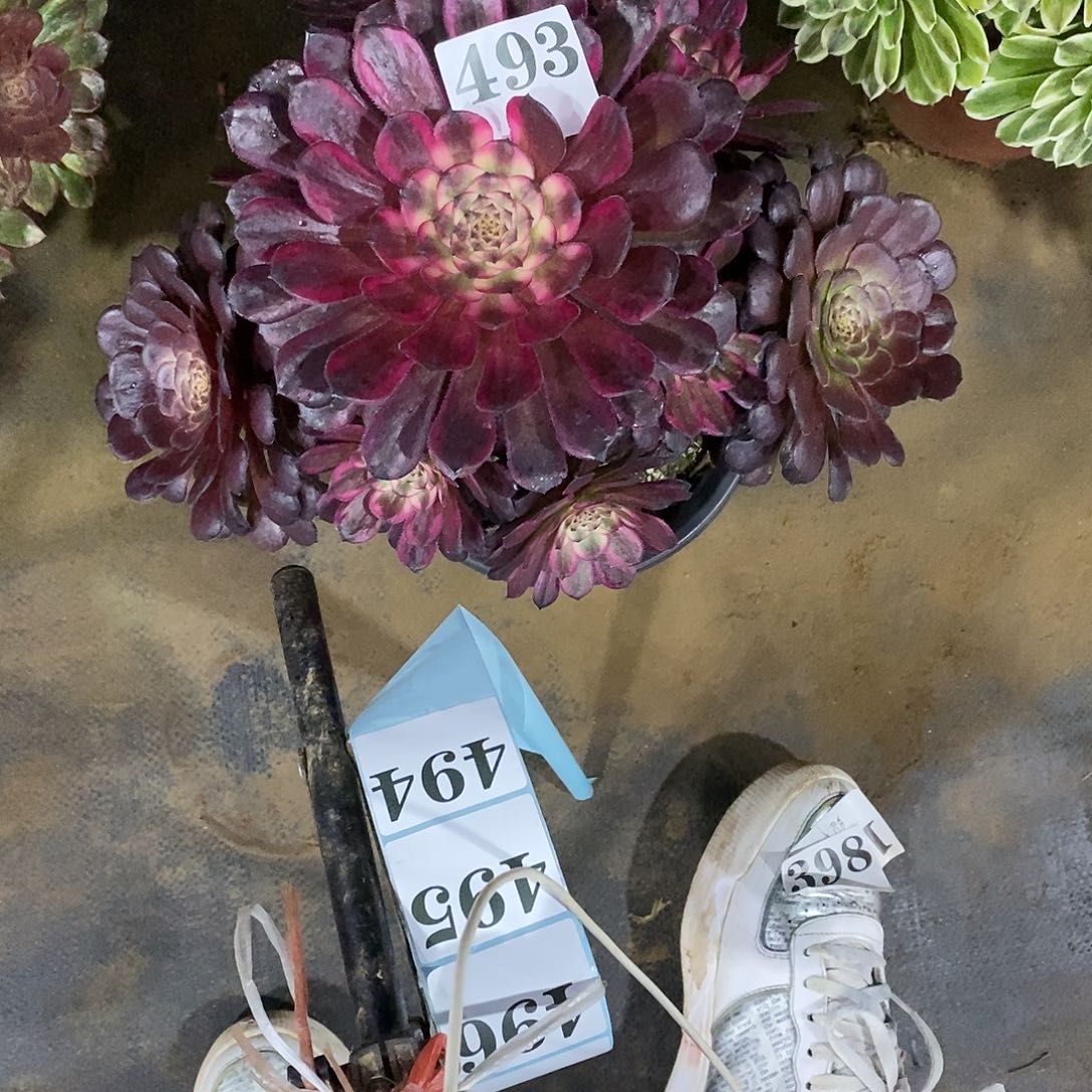 红金刚493多肉植物