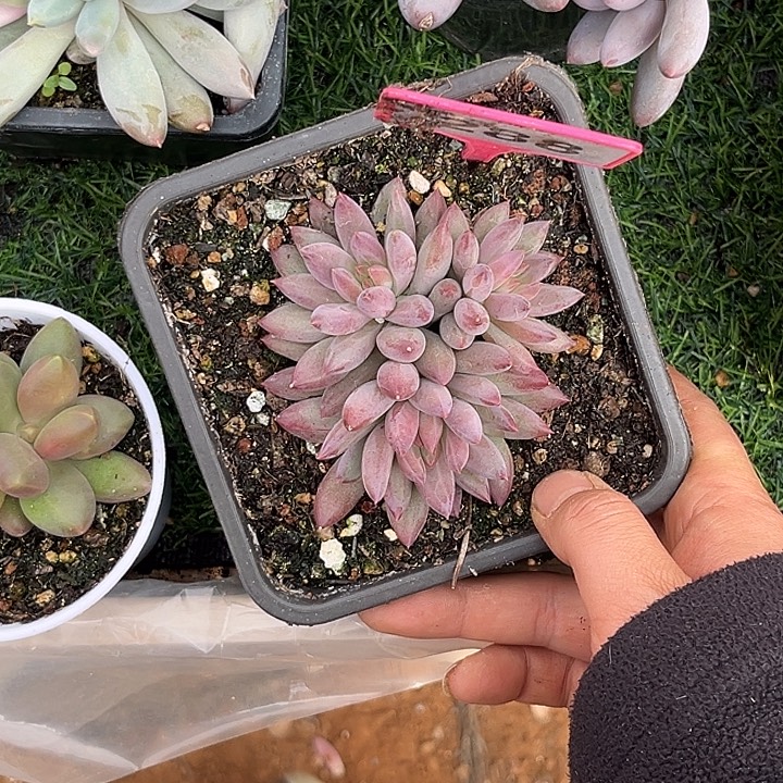 幸***心多肉植物虞美人288