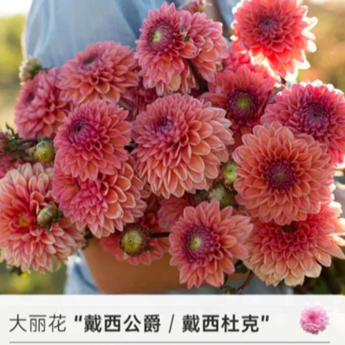 （黛西杜克）进口大丽花种球