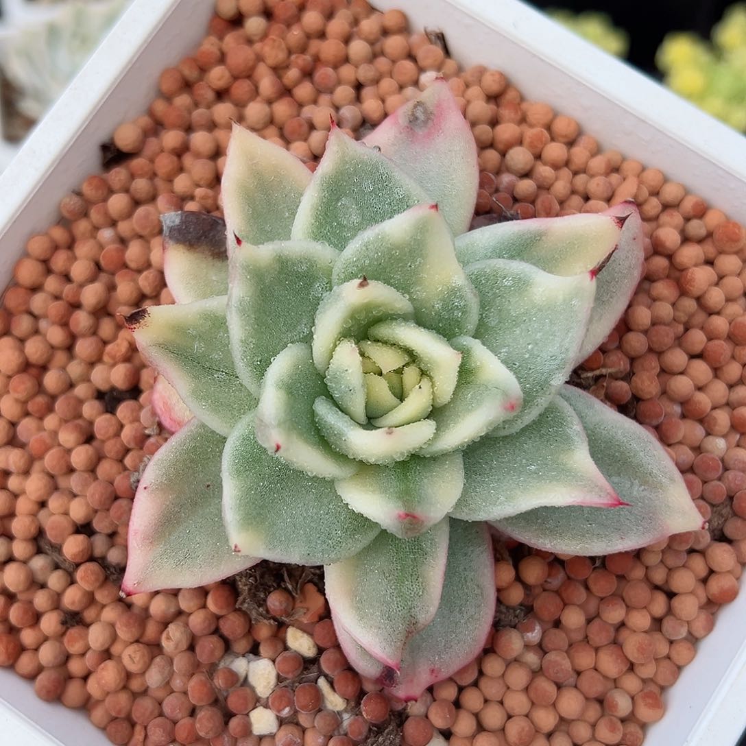 美乌锦，覆轮锦多肉植物