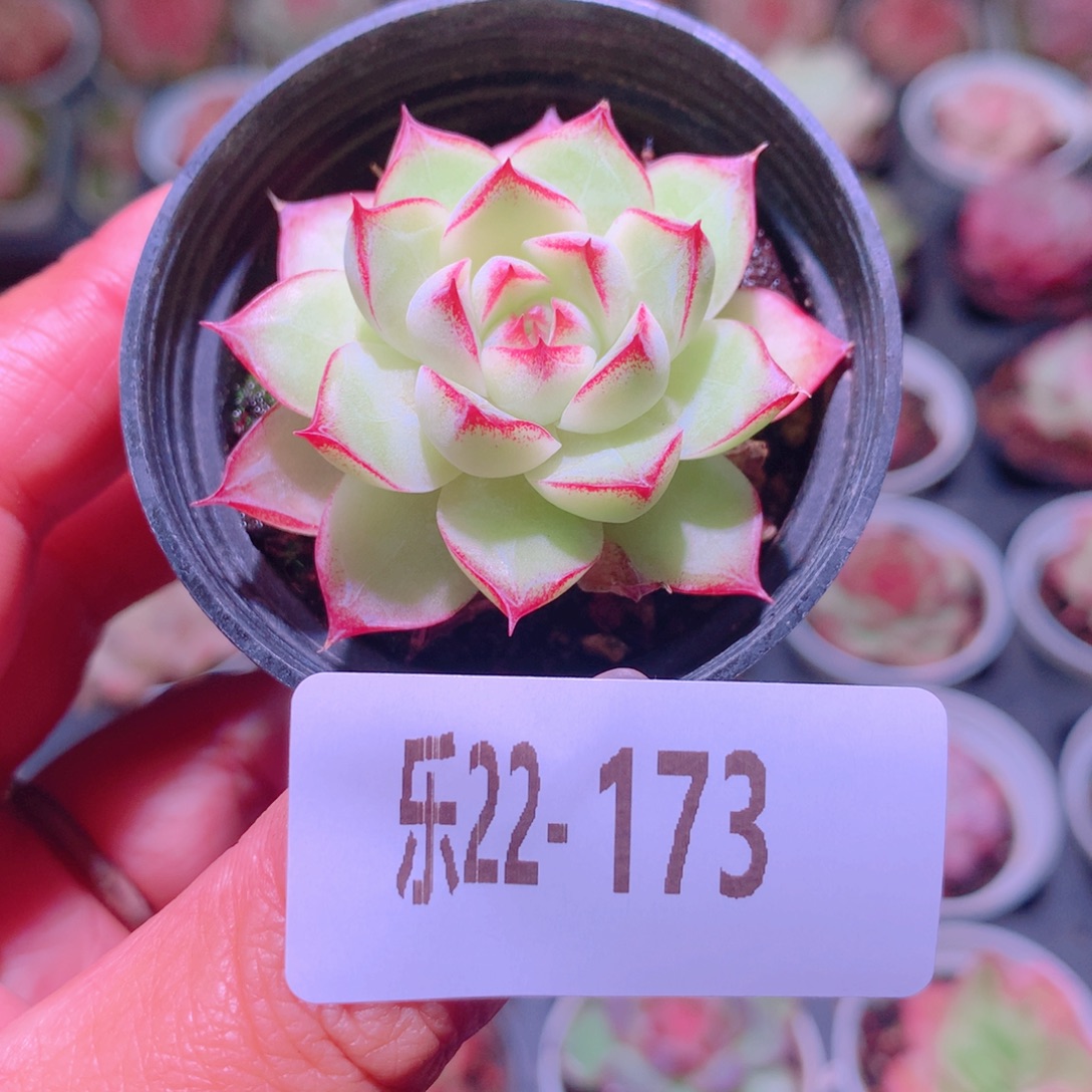 乐然22-173 女王玫瑰 
