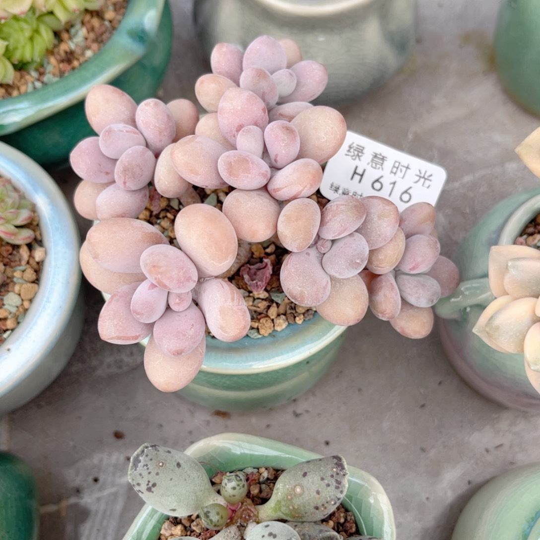 616 桃蛋 带陶瓷盆发货 满28包邮