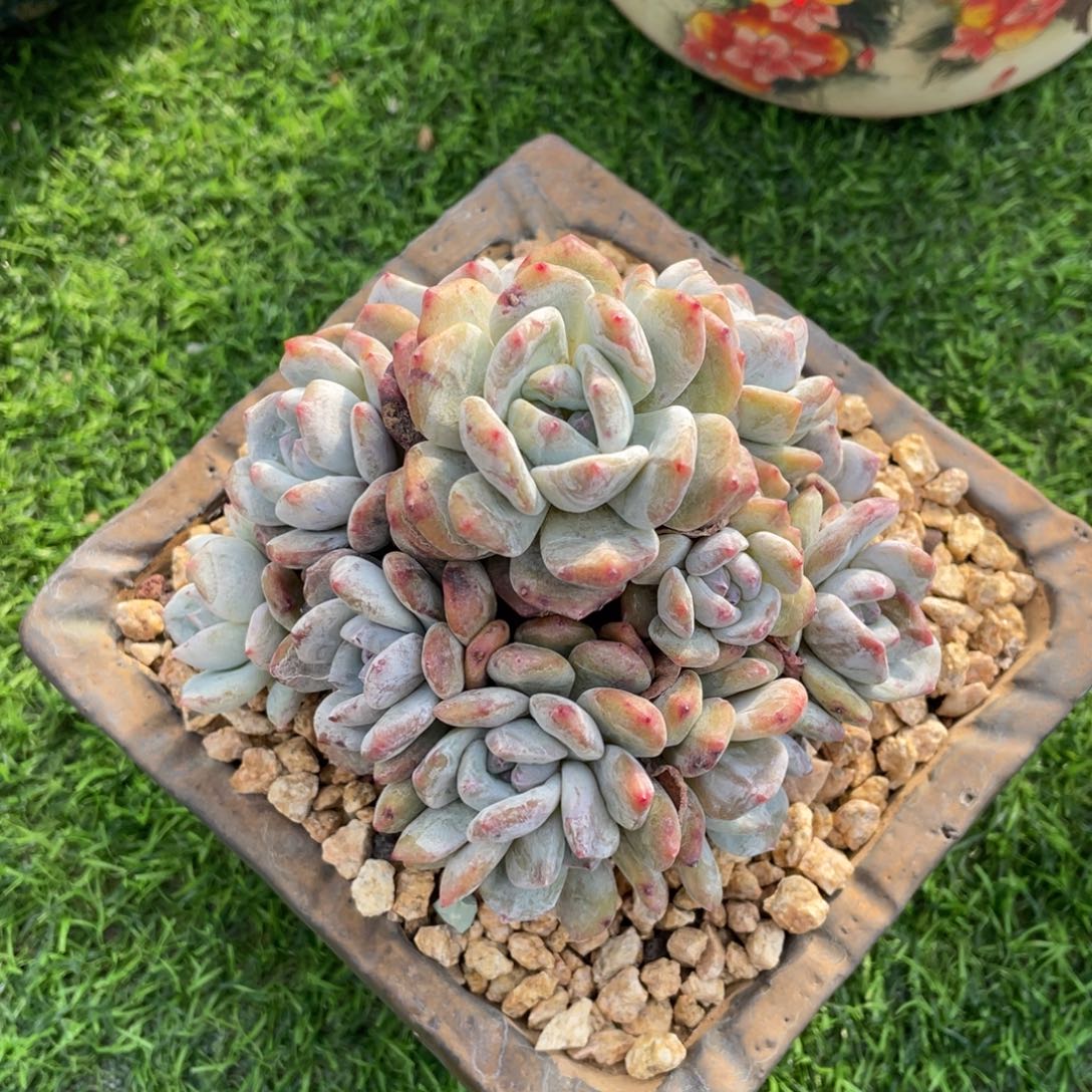 星影石化群生12头