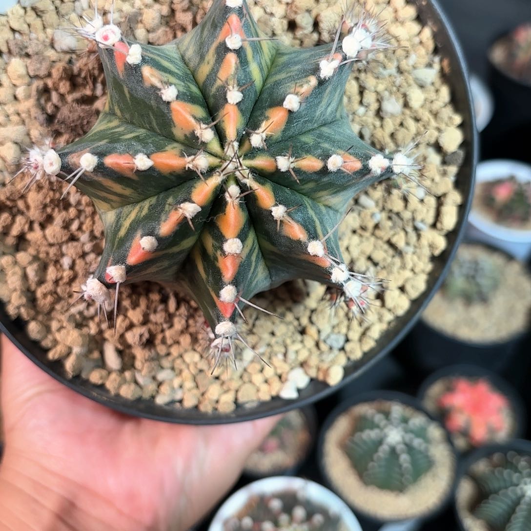 泰系母本福利xian ren q球仙人球