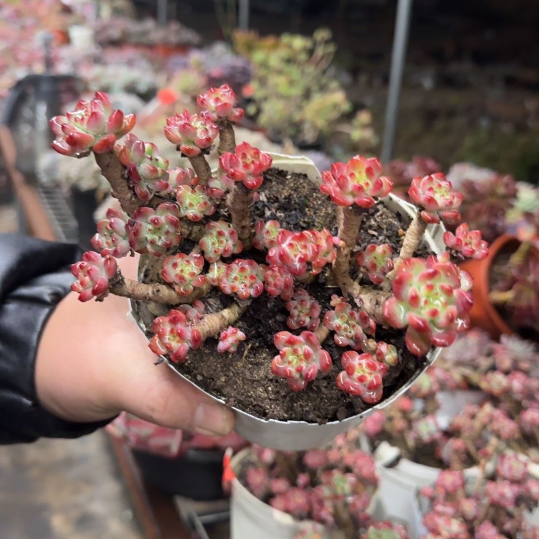 篮苹果整装整群，八亩地