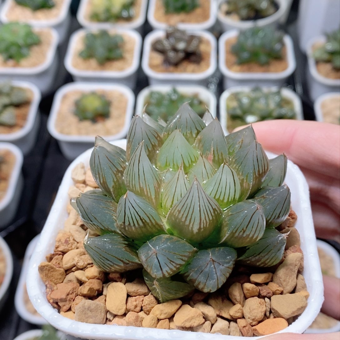 龙爪玉露多肉植物