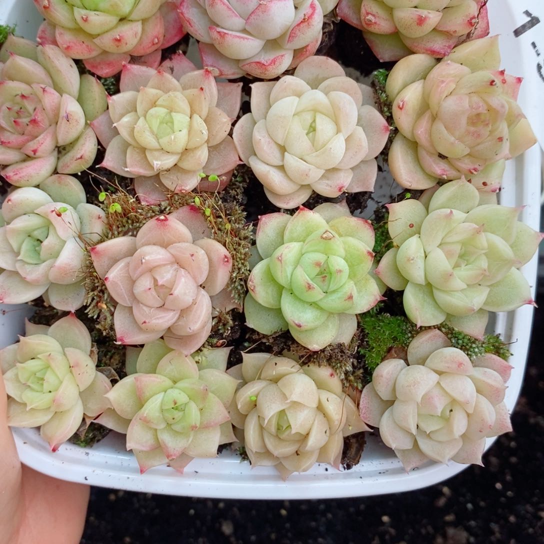 1-957 新疆西藏内蒙不发 12.8包邮2-3公分多肉