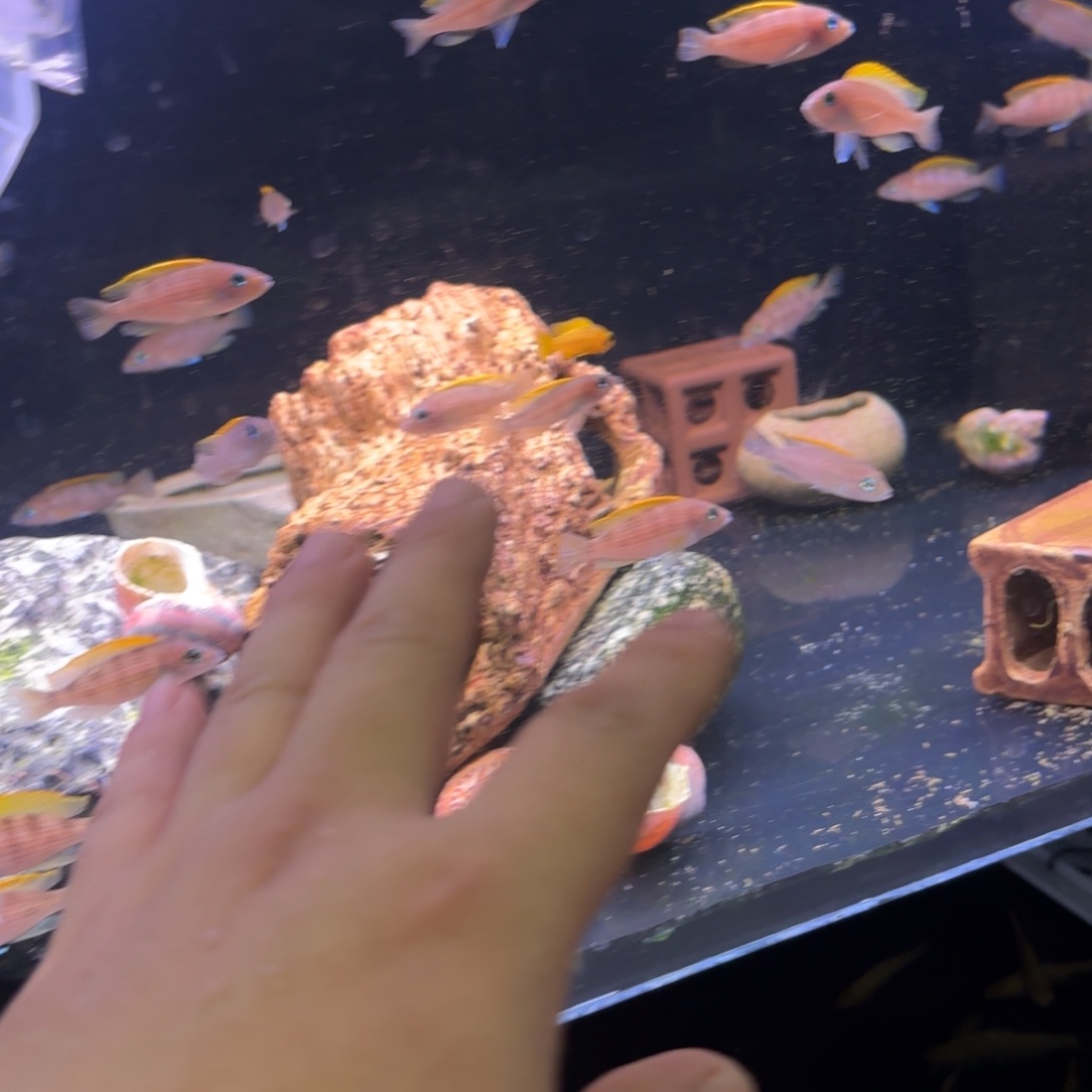 慈鲷鱼直播卷贝管黄帆天堂鸟一对
