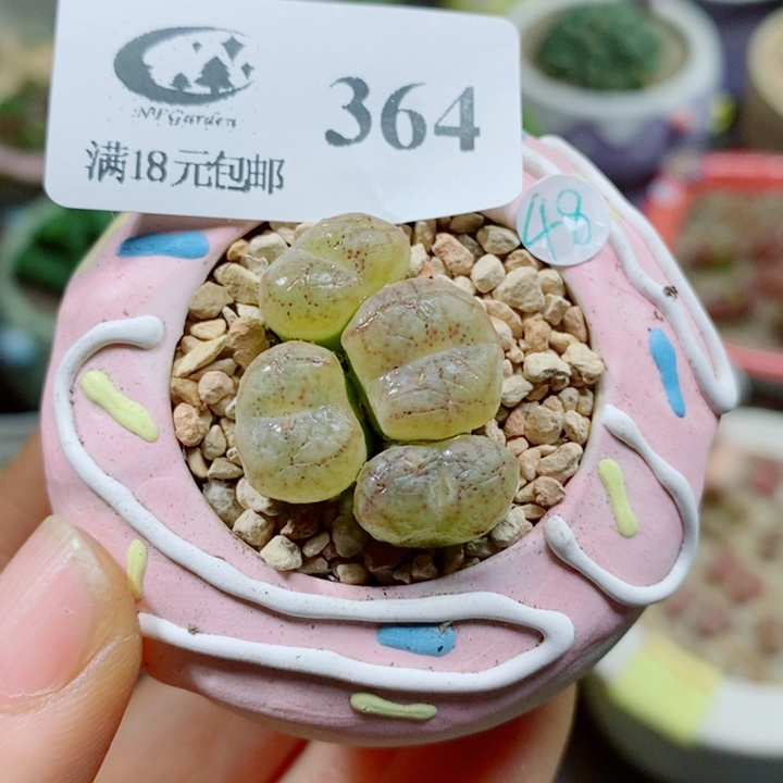 生石花花花花花花花花364