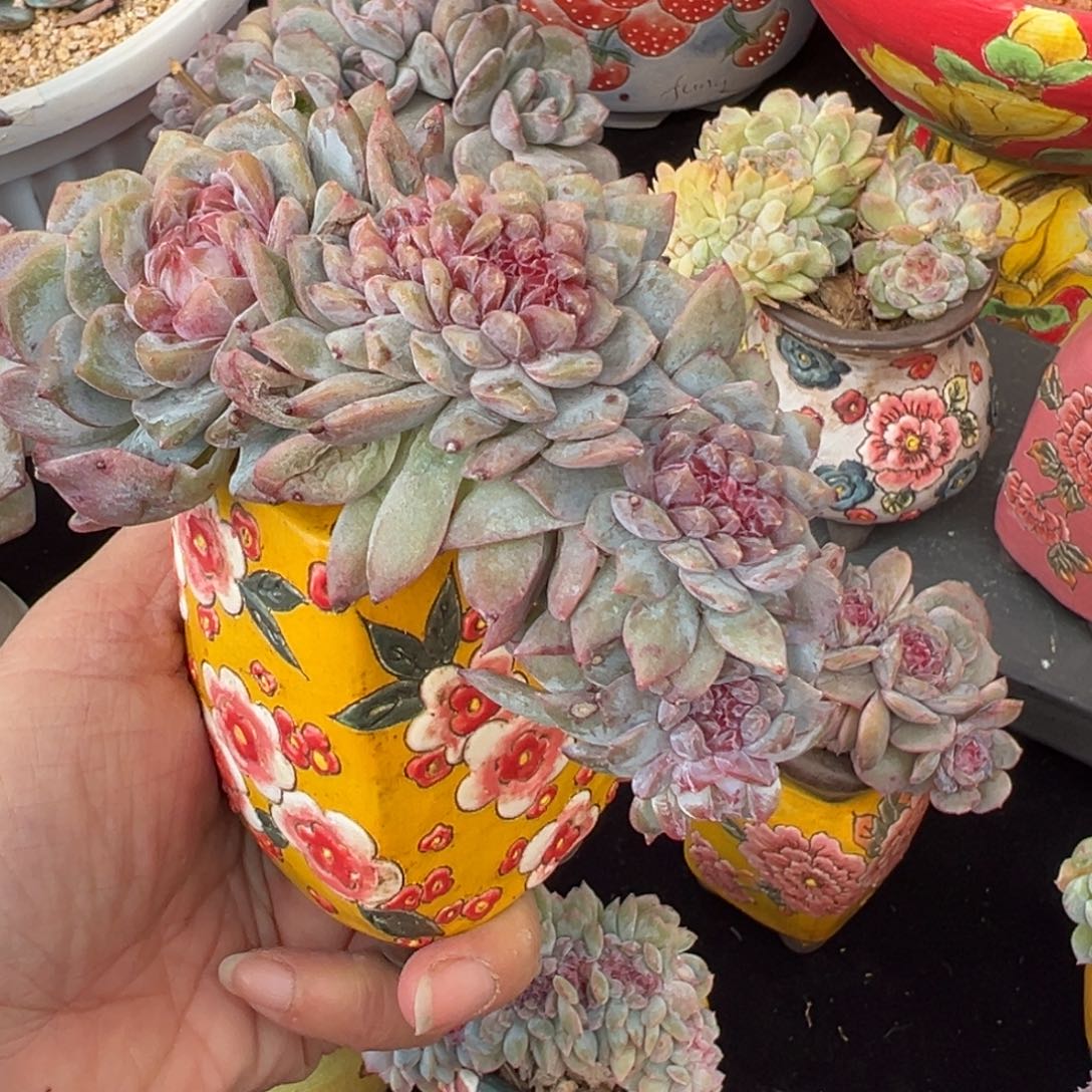 怒**豆水蜜桃 新年快乐 新年快乐