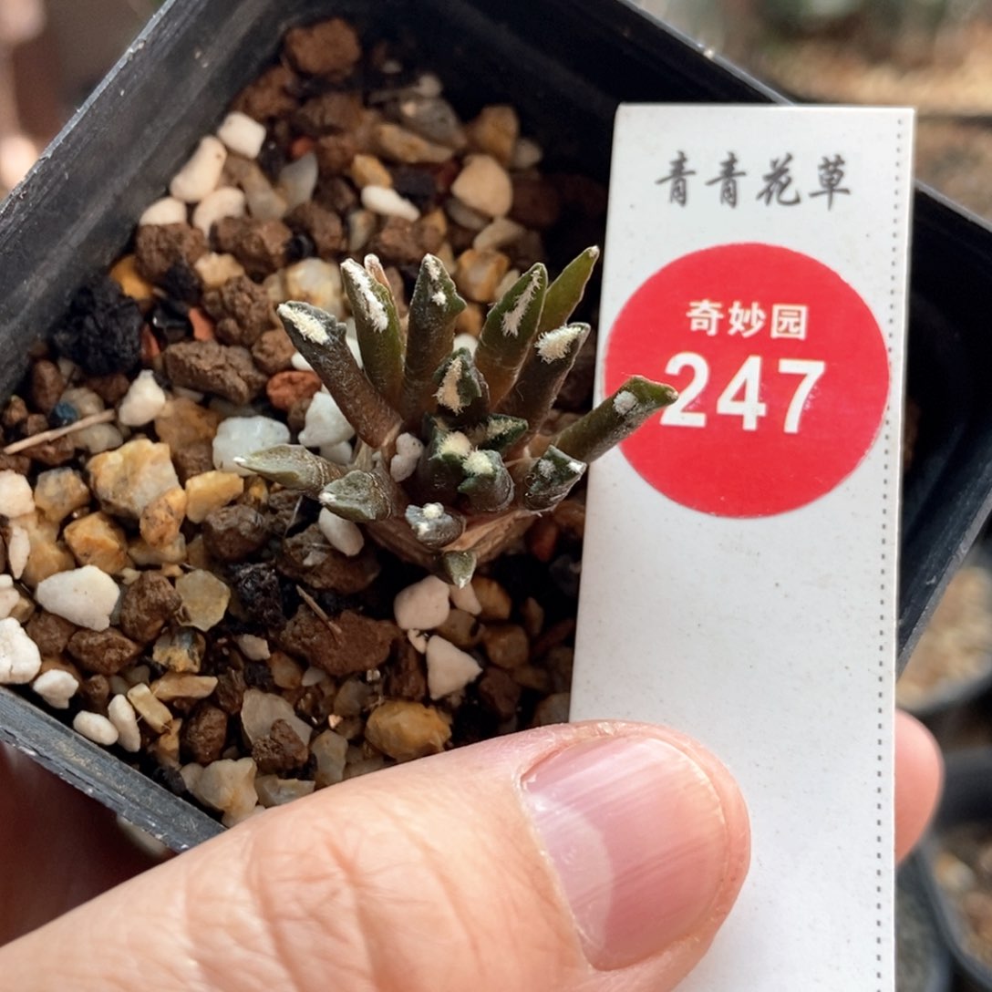 实生六年黑牡丹一颗仙人球