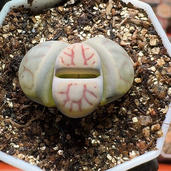 生石花23:：：。 119