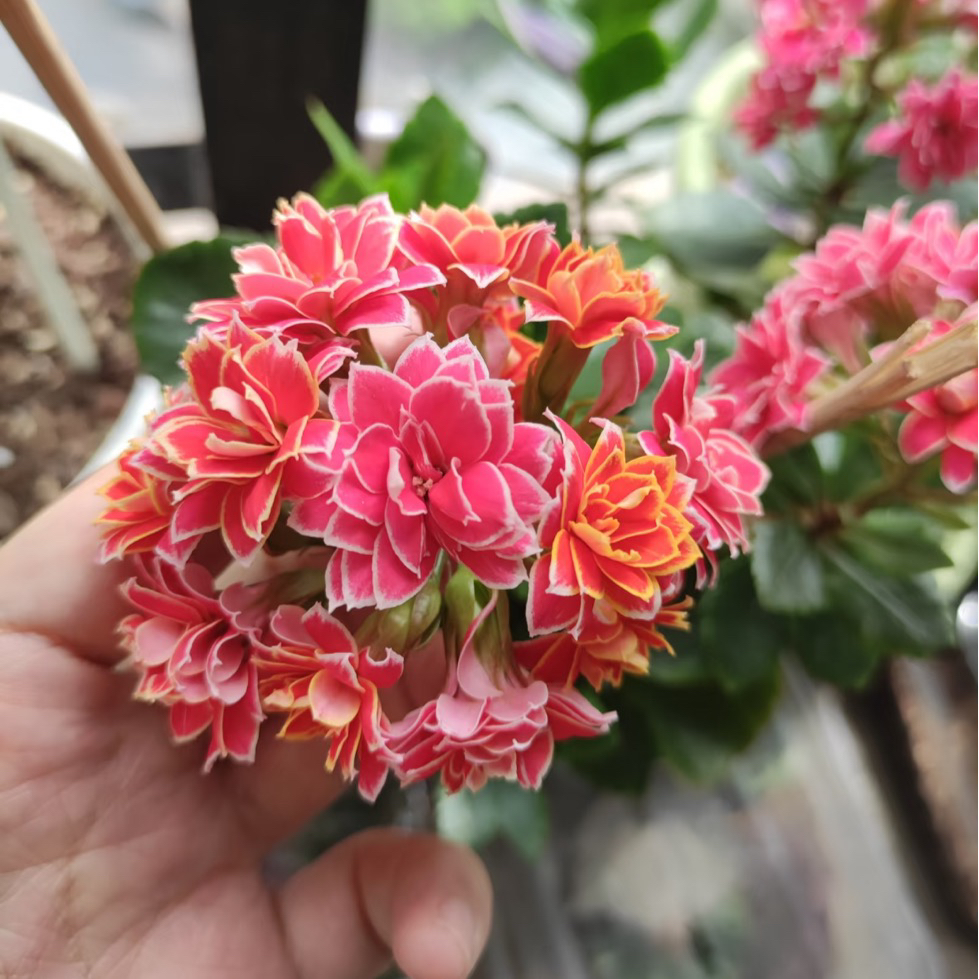 金丝带长寿花生花苞发货
