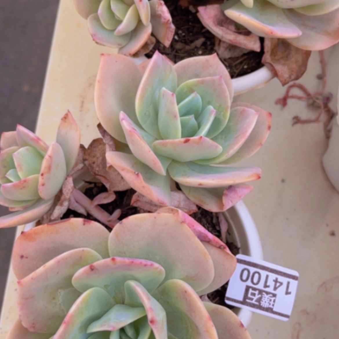 【闪购商品】血凤14100