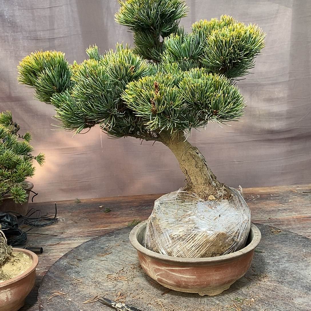 无花朵盆景大阪松1111