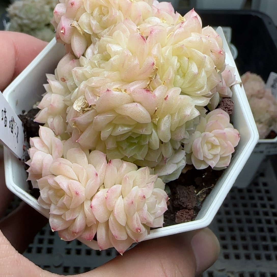 钱****我0210-183（喵喵-8）