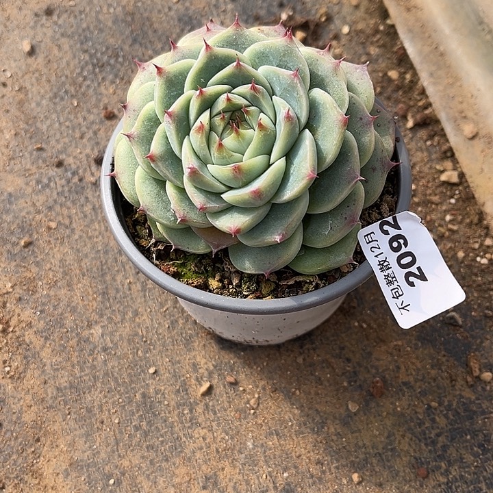 阿雅园艺。       2090白吉