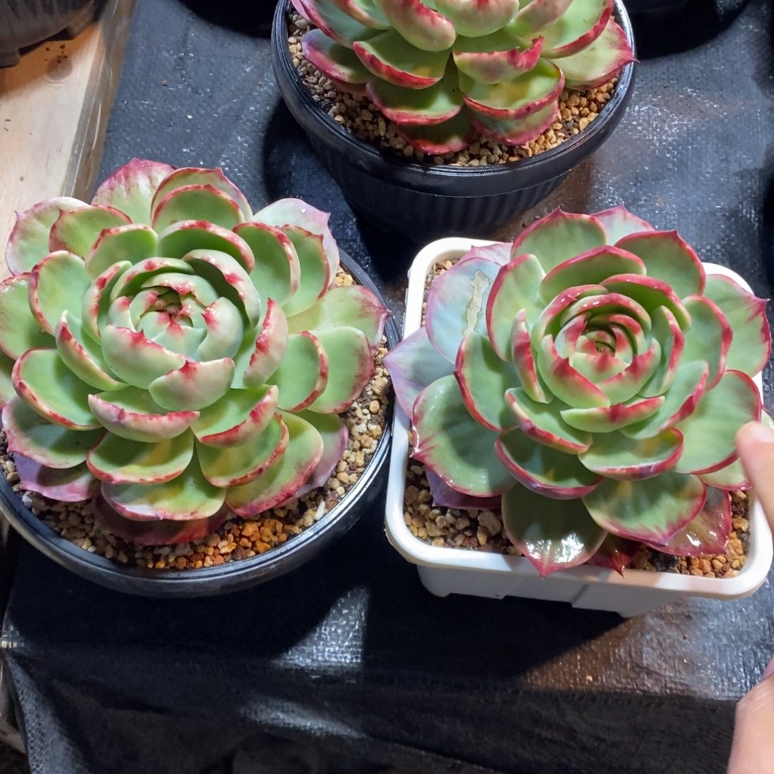 2***7惊鸿仙子一物一拍