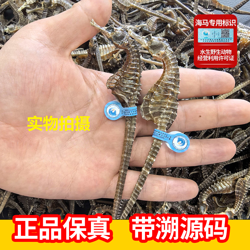  【1-2g】海马干货天然生晒正品真带溯源码男女通用煲汤泡酒