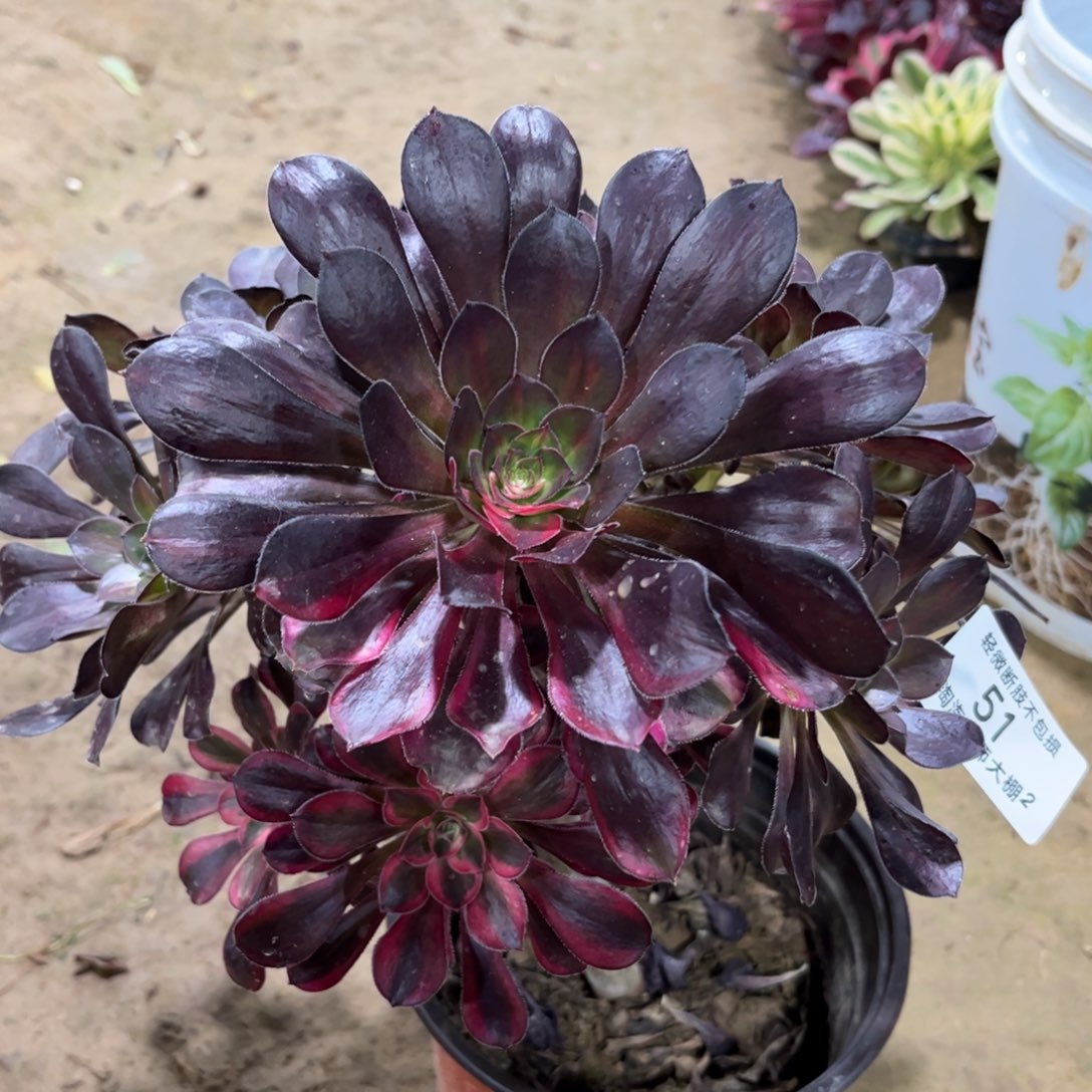 51丽娜阴阳多肉植物