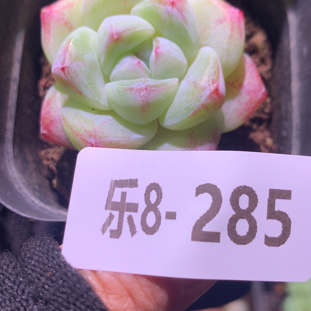 乐然 8-285 冰玉单头