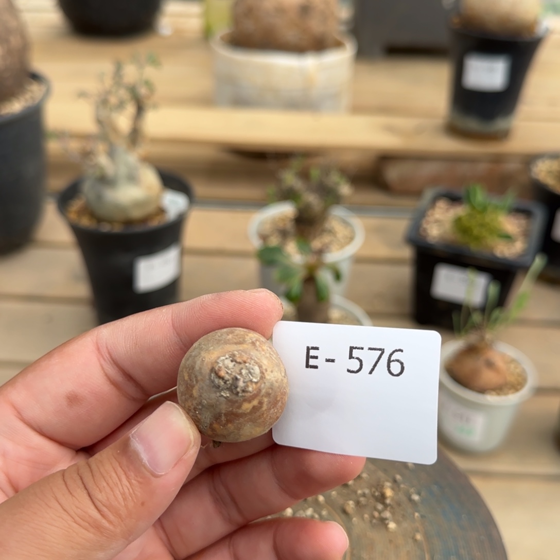 576开普敦厚敦菊块根植物