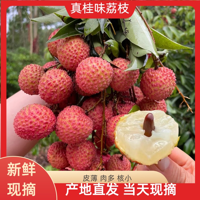 【冷链直达】H正宗广东桂味荔枝现摘老树果鲜嫩多汁