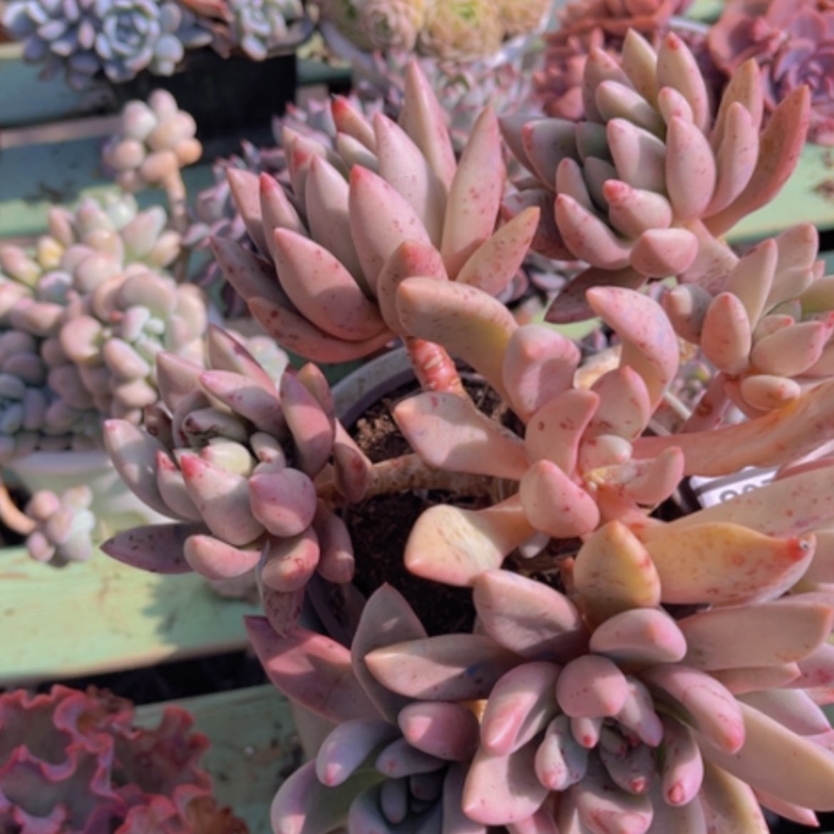 【闪购商品】桃花源08208