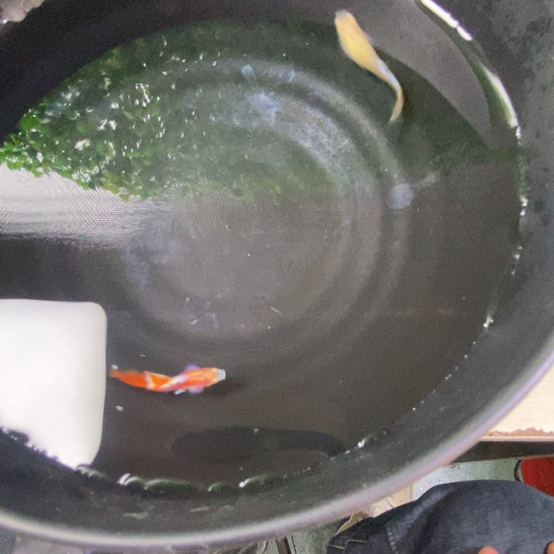 孔雀鱼霓虹大耳一对