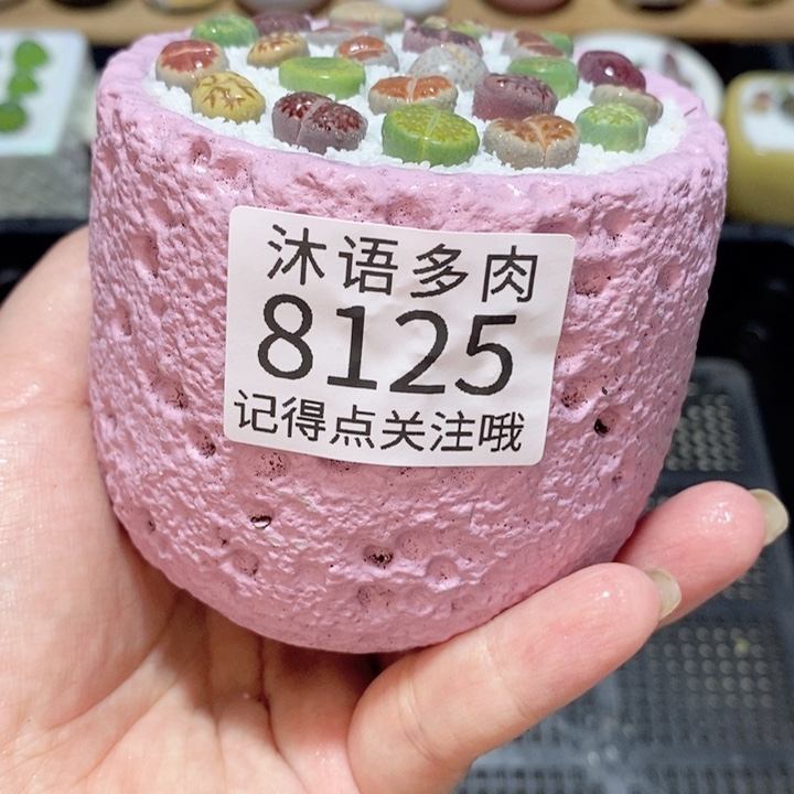 带盆土植物 精美盆栽8125