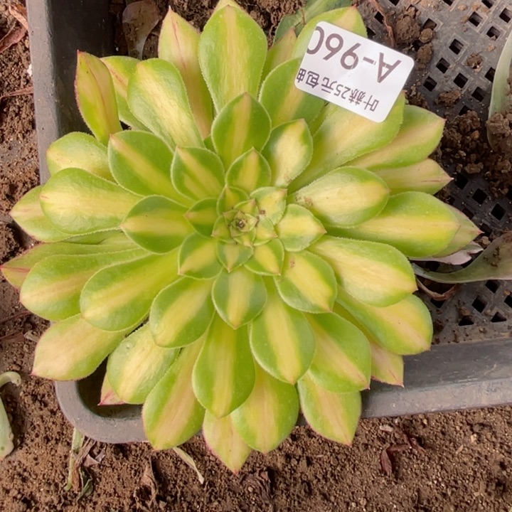 960知否2代多肉12345678